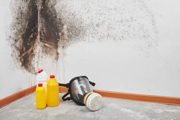 Best Mold Damage Repair  in Waupaca, WI