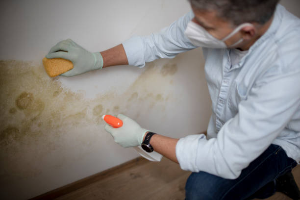 Best Professional Mold Removal  in Waupaca, WI