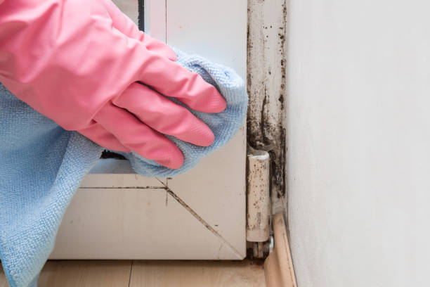 Best Certified Mold Removal  in Waupaca, WI